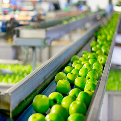 cinta transportadora de alimentos